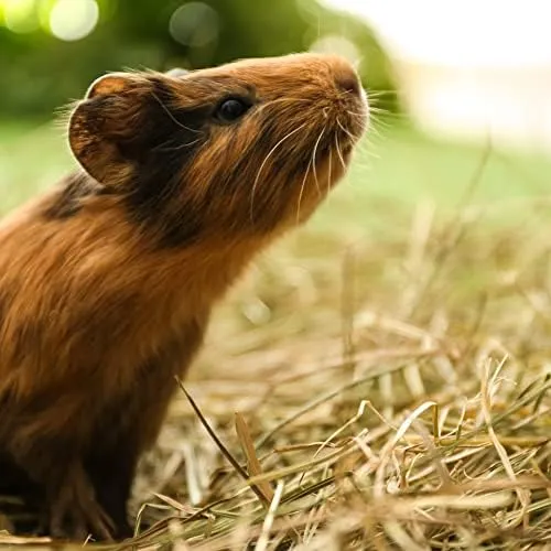 Blue Mountain Hay | 40 oz. Fresh Organic Oat Grass Hay | Nutritious, Delicious Meal Or Snack for Rabbits, Guinea Pigs, Chinchillas, Hamsters, Gerbils, & Other Small Pets| Available in 15 oz. & 40 oz.