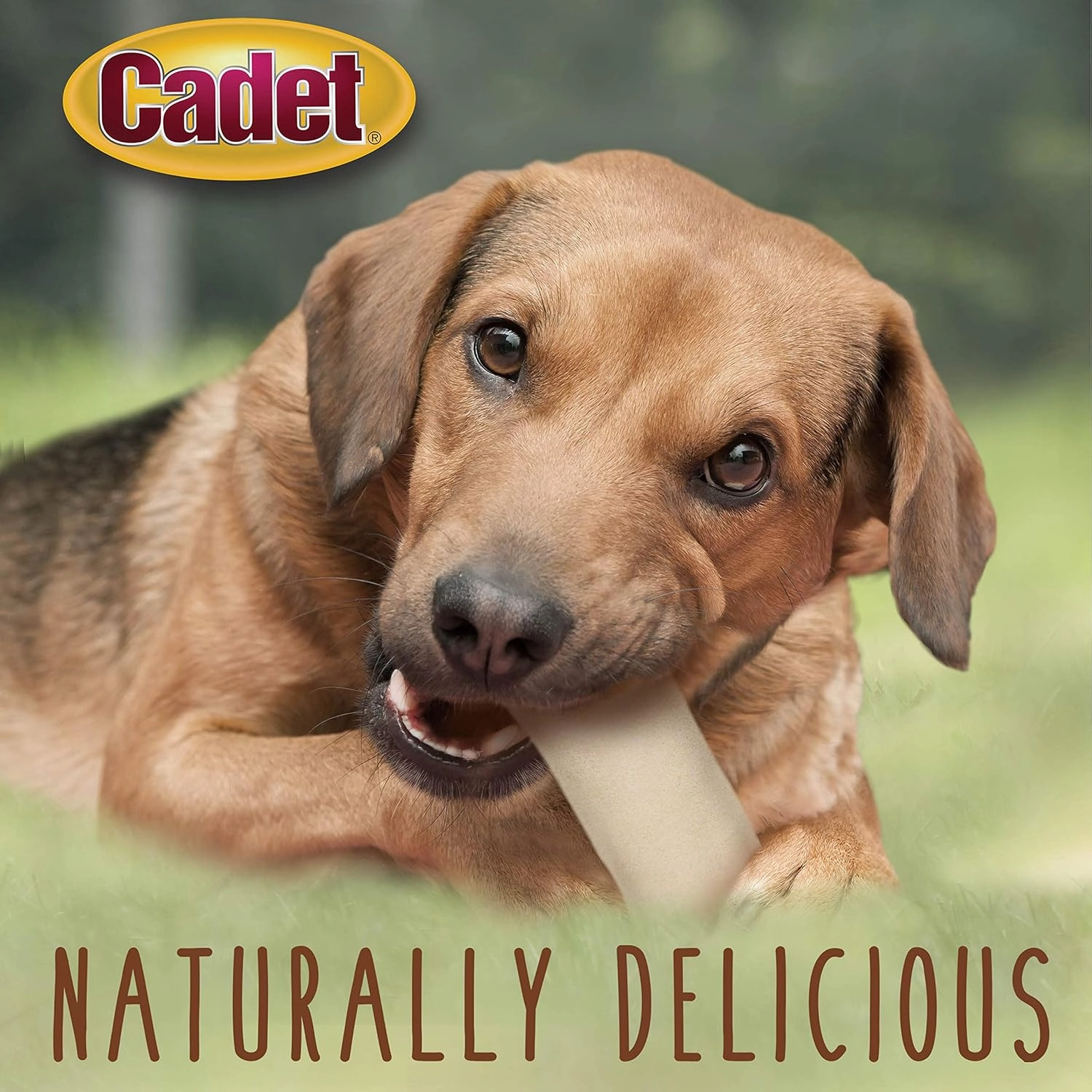 Cadet Premium Grade Beef Hide, Long-Lasting Rawhide Rolls, Single-Ingredient Dog Chews for Medium Breeds, 2 Pound