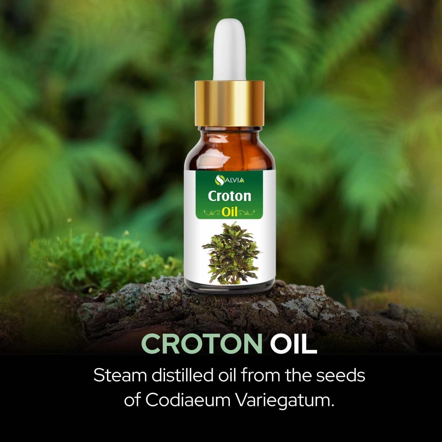 Croton Oil (Codiaeum Variegatum) Essential Oil 100% Pure & Natural Undiluted Unrefined Uncut Organic Standard Oil Therapeutic Grade Oil Aromatherapy Bulk Oil 30ml/1.01fl oz