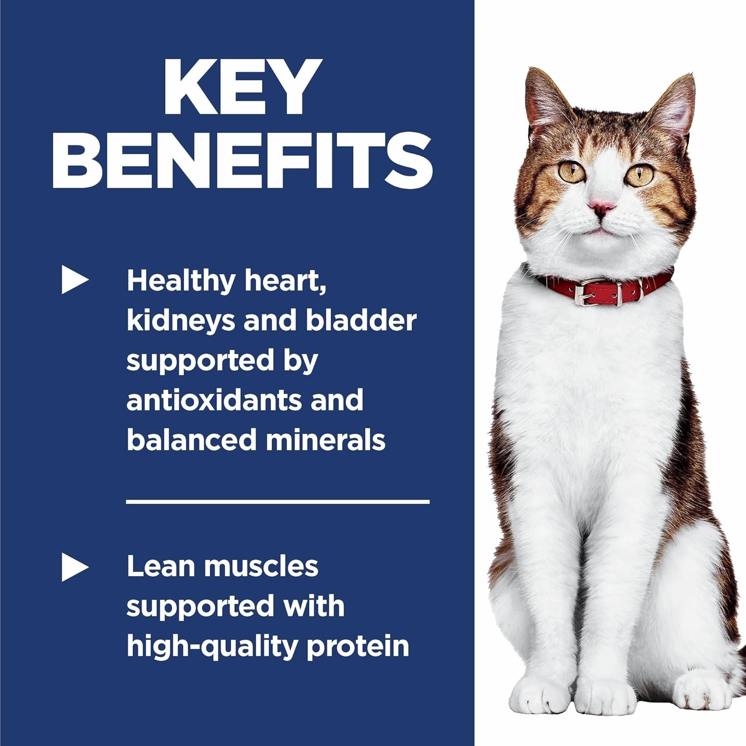 Hill's Science Diet Adult 7 , Senior Adult 7  Premium Nutrition, Dry Cat Food, Chicken Recipe, 4 lb Bag