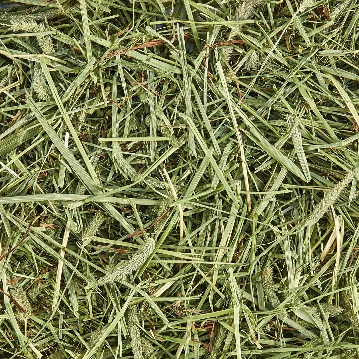 Kaytee All Natural Timothy Hay for Guinea Pigs, Rabbits & Other Small Animals, 12 Pound