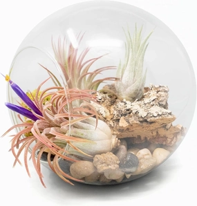 Large Hand-Blown Glass Terrarium Kit with 3 Ionantha Air Plants - Live Tillandsia Succulent House Plant - Wholesale and Bulk - Home and Garden Decor - Easy Care Indoor and Outdoor Plants
