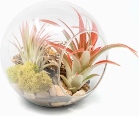 Large Hand-Blown Glass Terrarium Kit with Red Abdita and Ionantha Air Plants - Live Tillandsia Succulent House Plant - Wholesale and Bulk - Home and Garden Decor - Easy Care Indoor and Outdoor Plants