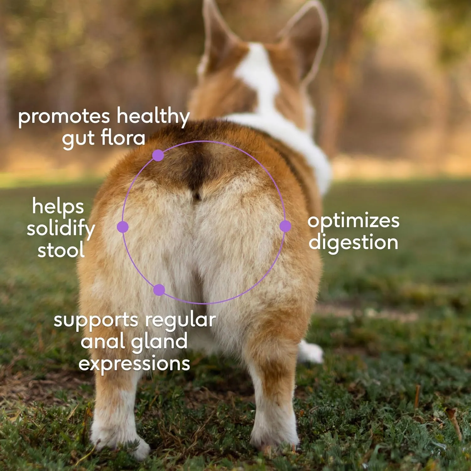 Native Pet WonderGland - Dog Anal Gland Treatment Using Fiber for Dogs - Prevents Scooting for Dogs Anal Gland Supplement Including Dog Gut Health Probiotics for Anal Gland Support - 60 Scoops