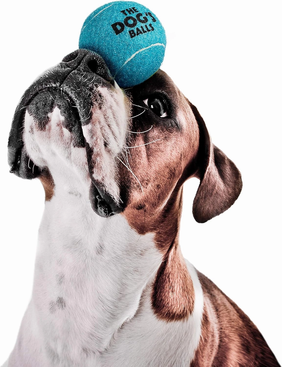 The Dog's Balls, Dog Tennis Balls, 12-Pack Blue, 2.5 Inches Diameter Dog Toy, Strong Dog & Puppy Ball for Training, Play, Exercise & Fetch