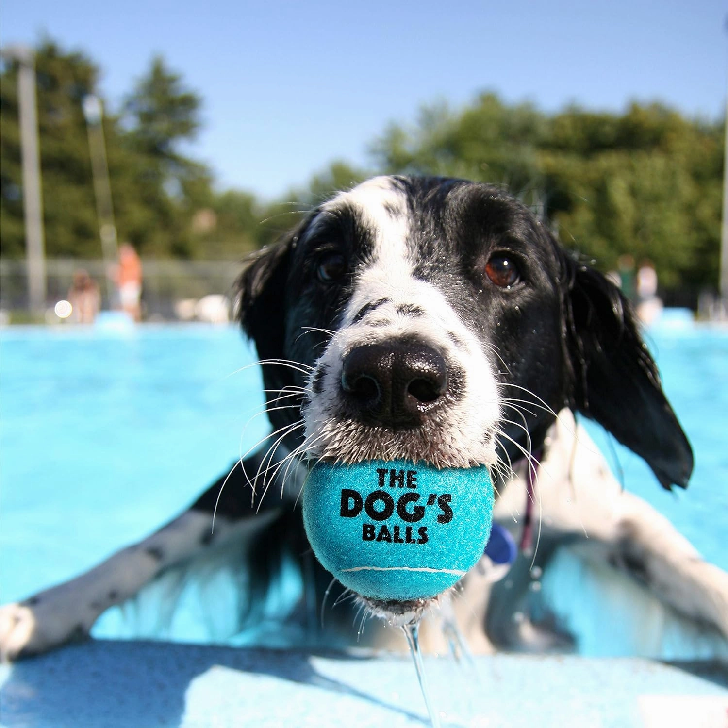 The Dog's Balls, Dog Tennis Balls, 12-Pack Blue, 2.5 Inches Diameter Dog Toy, Strong Dog & Puppy Ball for Training, Play, Exercise & Fetch