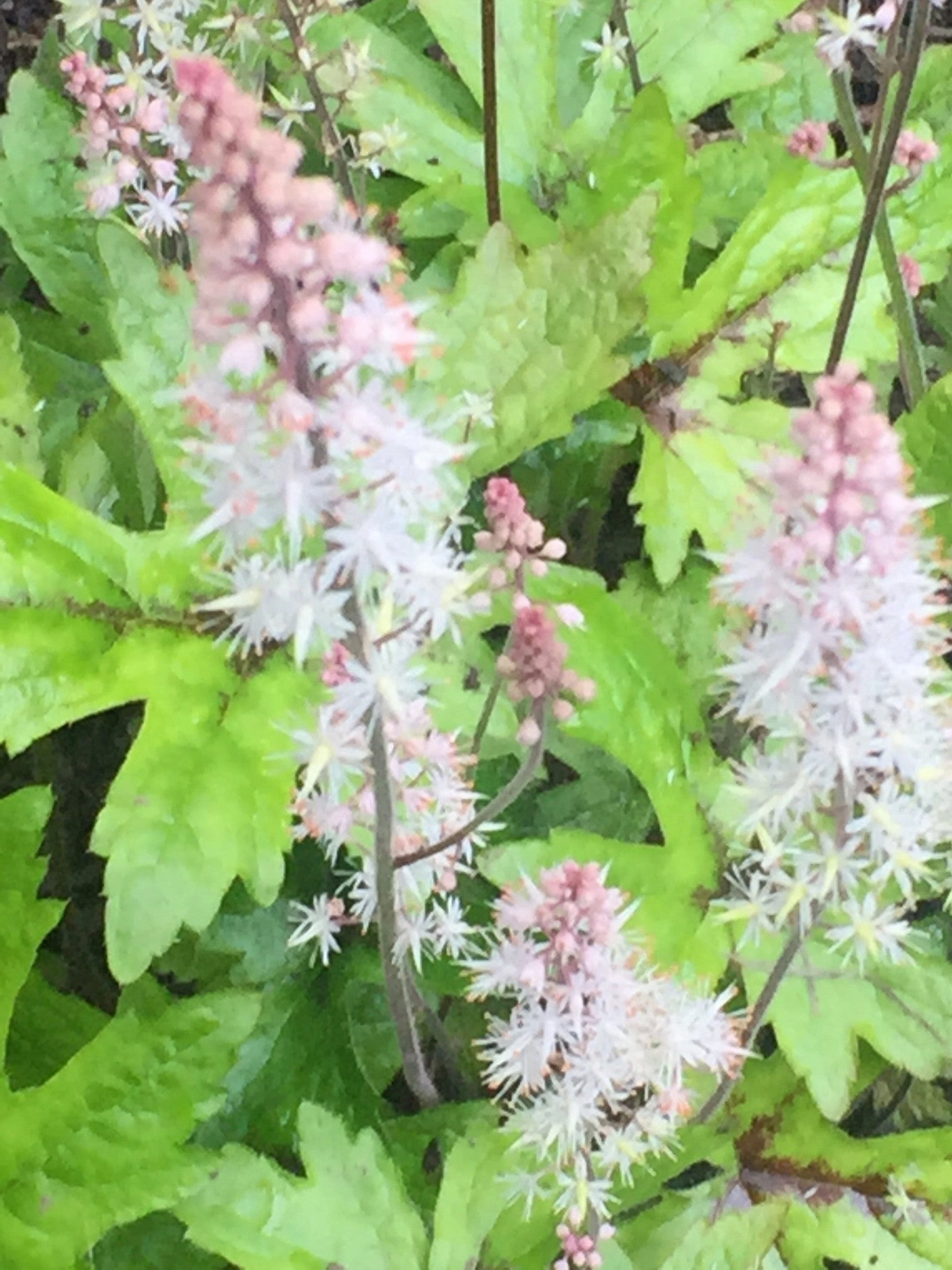 Tiarella 'Pink Skyrocket' (PBR) - Foam flower variety