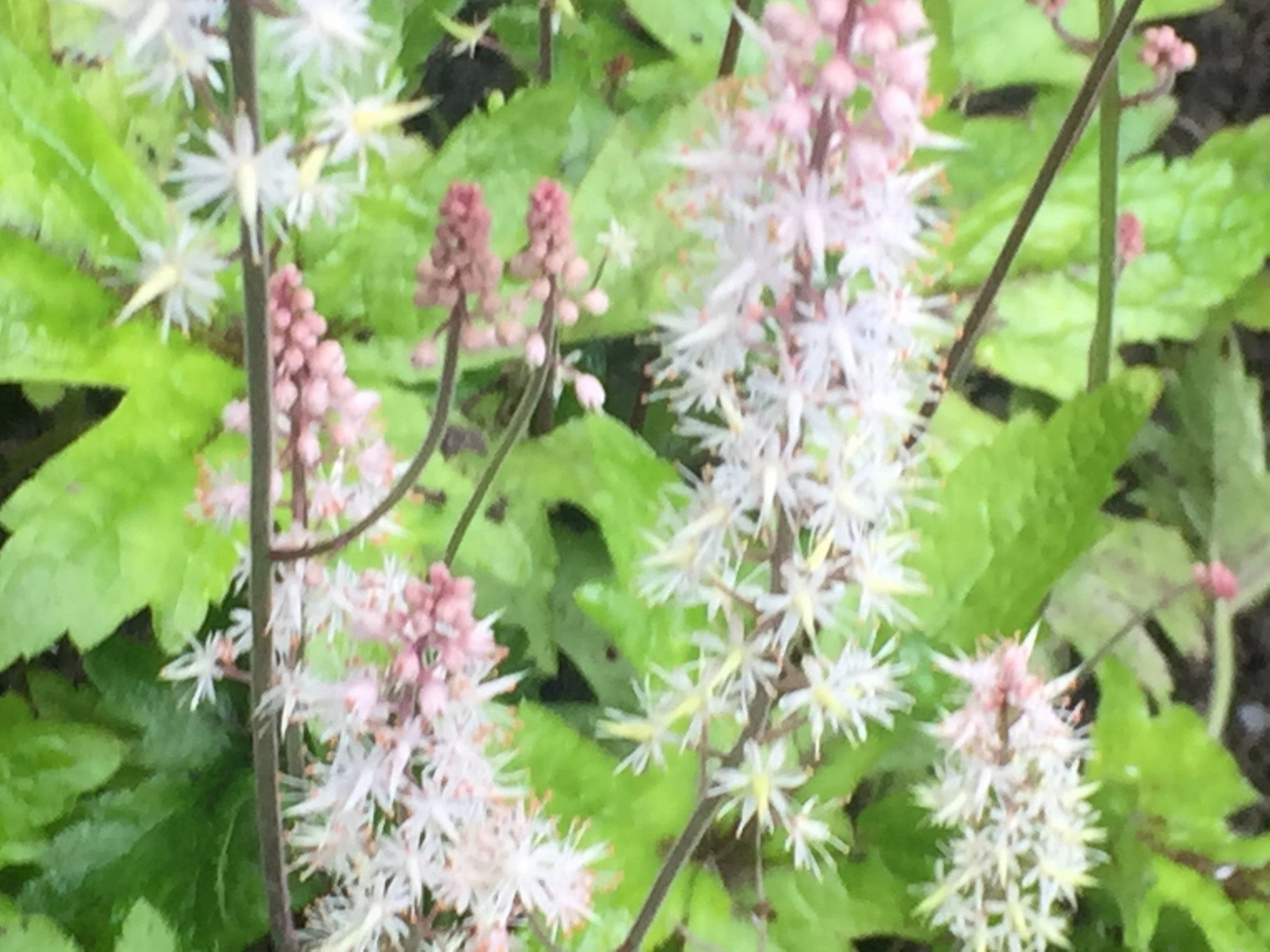 Tiarella 'Pink Skyrocket' (PBR) - Foam flower variety