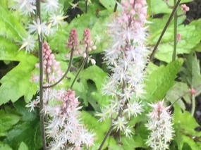 Tiarella 'Pink Skyrocket' (PBR) - Foam flower variety