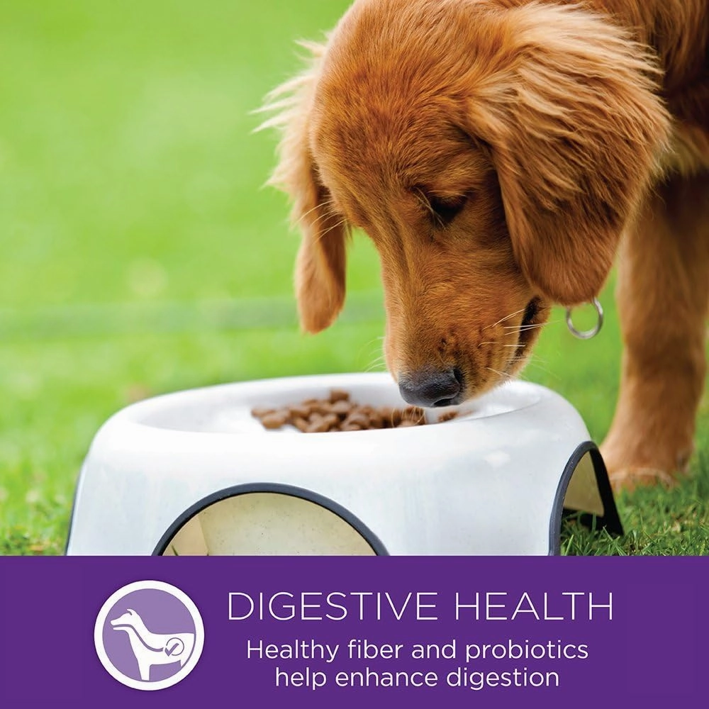 Wellness Complete Health Dry Dog Food, Small Breed, Wholesome Grains, Natural, Turkey & Oatmeal Recipe, (4-Pound Bag)
