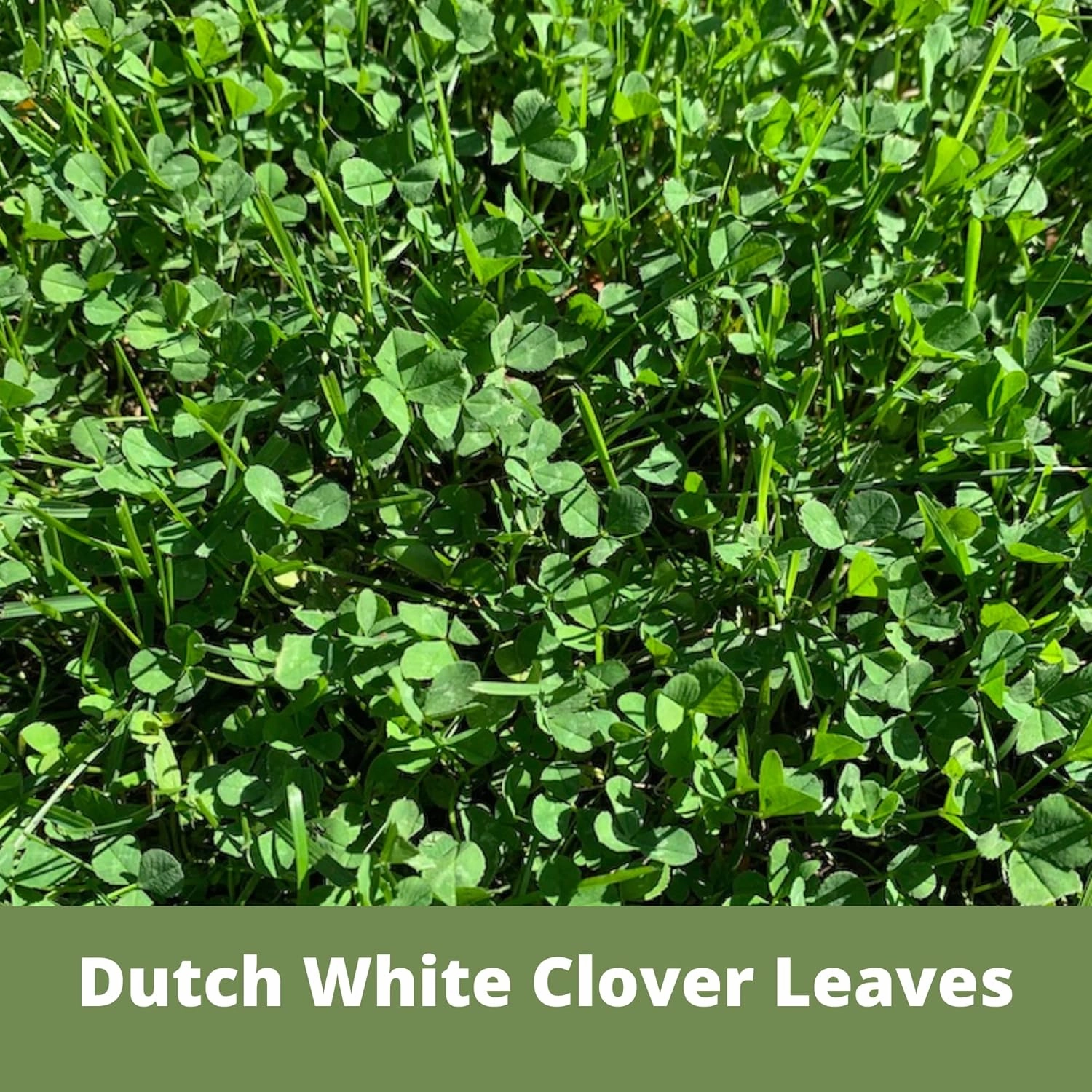 White Dutch Clover Seed, Organic Coated, Natural Lawn, Ground Cover, Hunting Food Plot, 1 Lb Covers Up to 3,600 Sqft