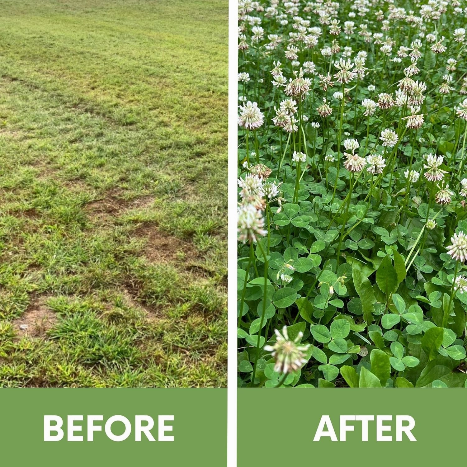 White Dutch Clover Seed, Organic Coated, Natural Lawn, Ground Cover, Hunting Food Plot, 1 Lb Covers Up to 3,600 Sqft
