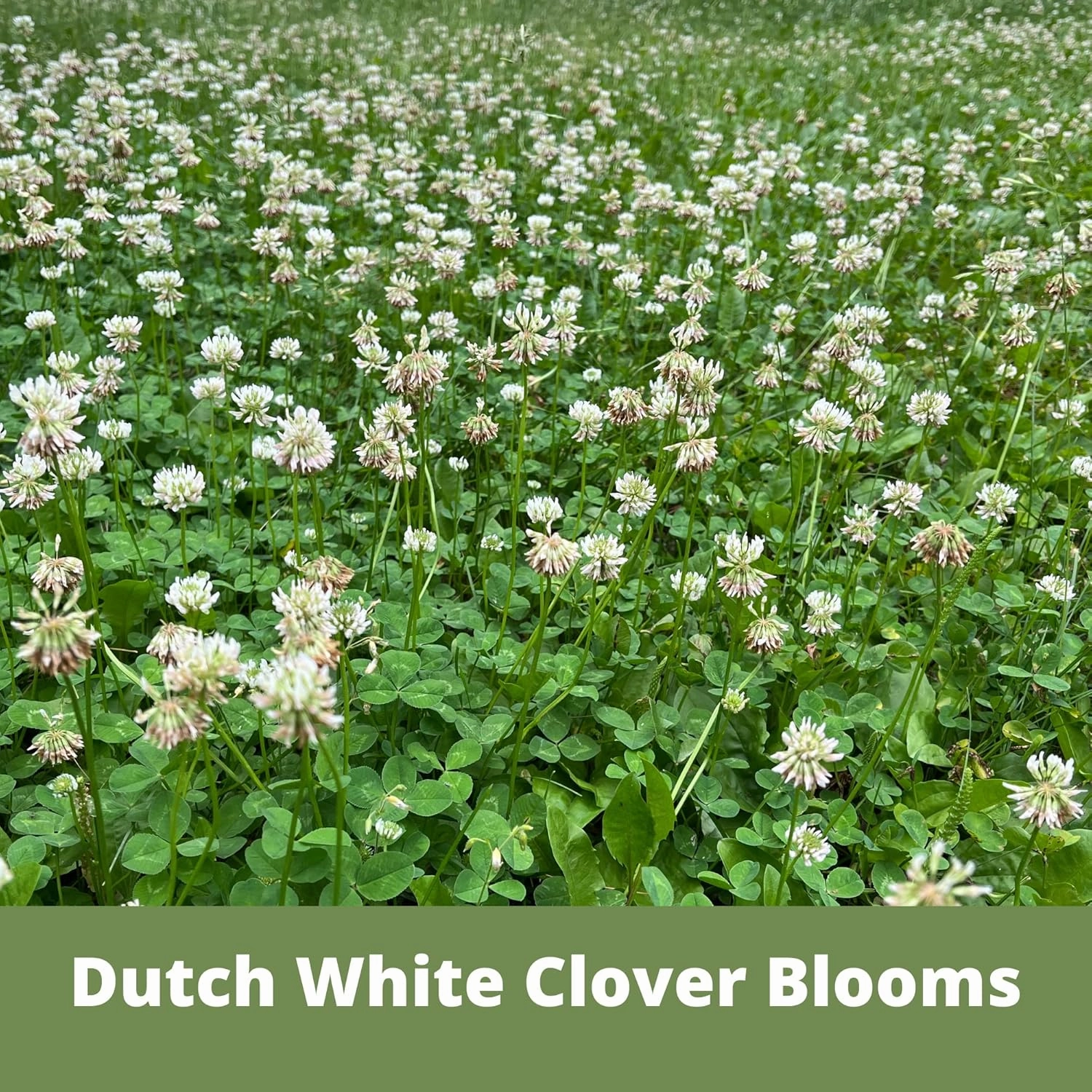 White Dutch Clover Seed, Organic Coated, Natural Lawn, Ground Cover, Hunting Food Plot, 1 Lb Covers Up to 3,600 Sqft